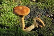 vlamhoed (gymnopilus spectabilis) 10-2010 9780